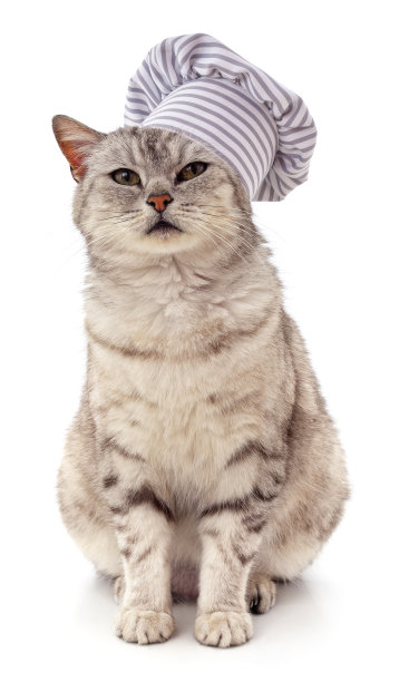 戴厨师帽的灰猫。图片下载