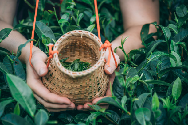 收集茶叶的女工素材图片