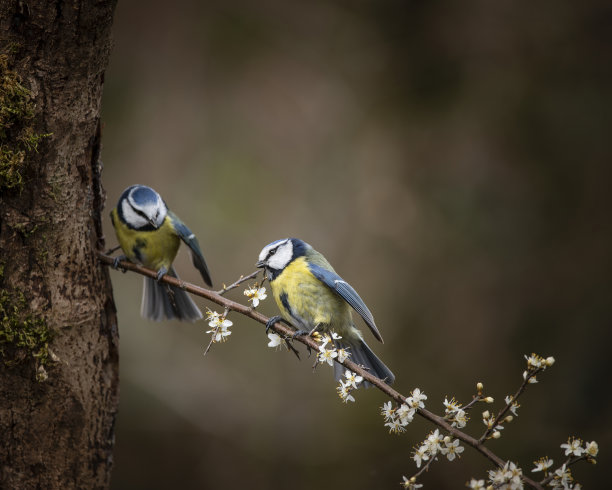 春天的阳光和雨水在花园里的枝上的蓝山雀图片图片下载