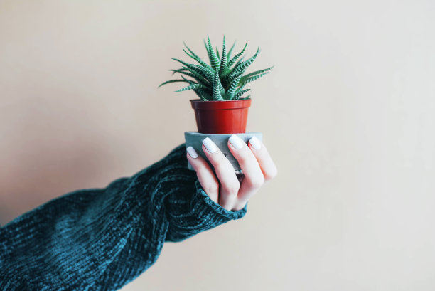 女手里拿着一棵小仙人掌。图片下载