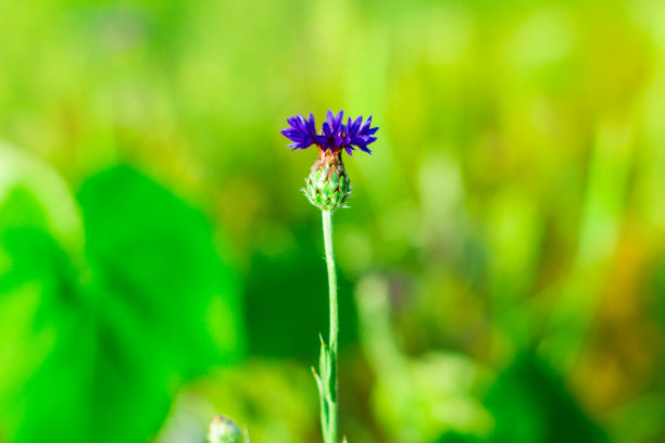阳光下花园里的绿叶。图片下载
