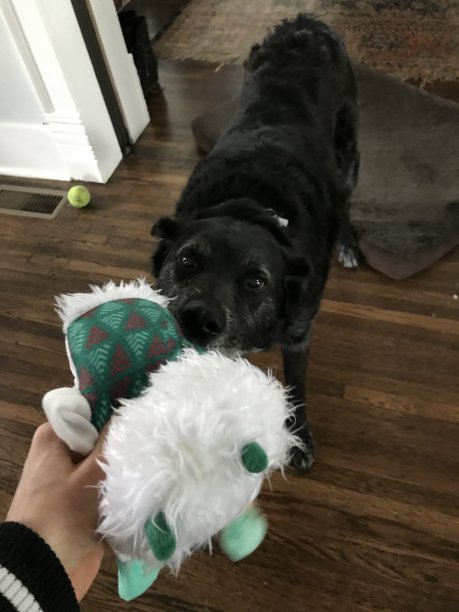 和狗玩拔河游戏图片下载