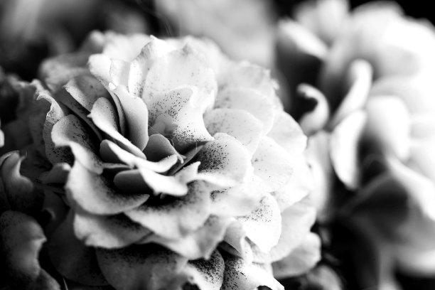 自然背景。美丽娇嫩的粉红色卡兰茜宏花。宏观抽象的自然肌理和背景有机图案。副本的空间。模板的设计。黑白照片图片下载