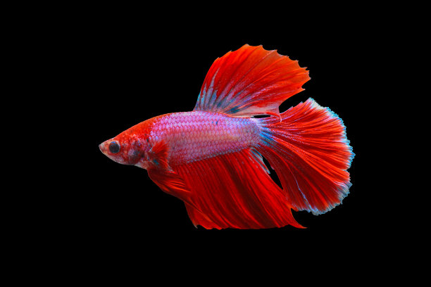 暹罗斗鱼，美丽的尾巴红色和粉红色的斗鱼在黑色的背景。丰富多彩的搏鱼鱼图片下载