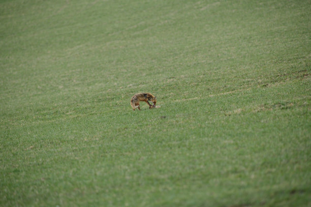 赤狐野生动物在草地上狩猎，捉到了一只野兔图片下载