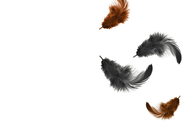 轻蓬松的黑色和灰色羽毛漂浮在空中，孤立的白色背景与复制空间。图片下载