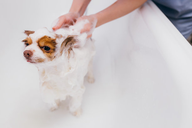 漂亮的宠物喷雾器有卫生的淋浴图片下载