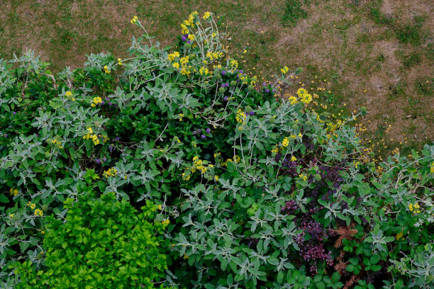 高角度的观点，丰富多彩的花和叶的领域。图片下载