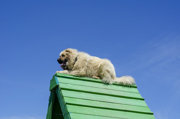 一个白种牧羊人执行命令，在蓝天下躺在训练用的山顶上。图片下载