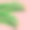 热带自然夏季背景与绿色悬垂尖棕榈叶叶在柔和的粉红色背景图片下载