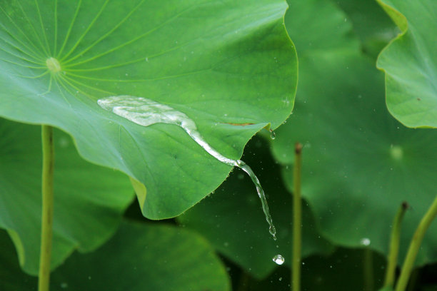 在一个雨天，水在莲花花瓣上形成的图片。图片下载