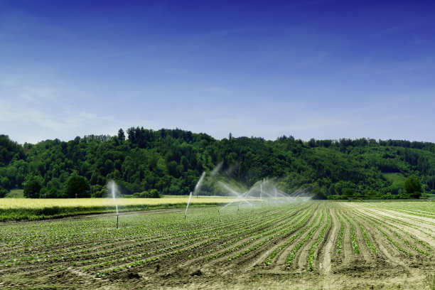 在自动灌溉过程中种植小型农业作物的农田。图片下载
