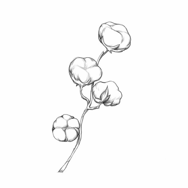 一支带棉花的树枝图片下载