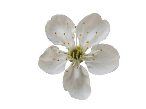 鸟樱花树花孤立图片下载