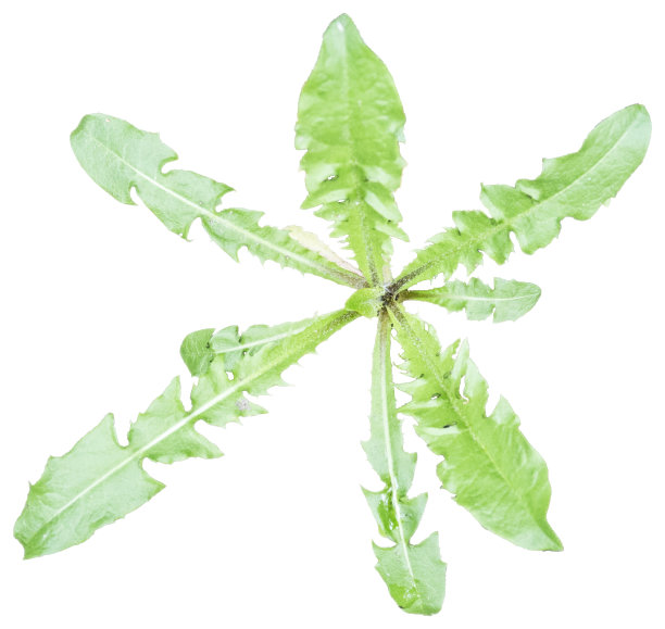 蒲公英的叶子顶视图孤立上白色图片下载