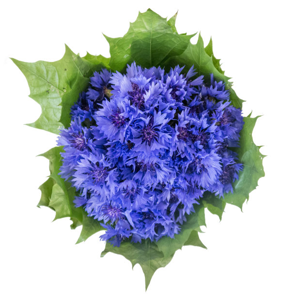 一束矢车菊绿色的花孤立在白色上图片下载