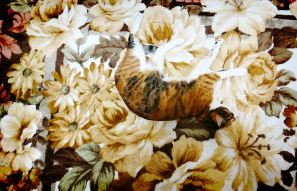 白花猫在家里捉迷藏01图片下载