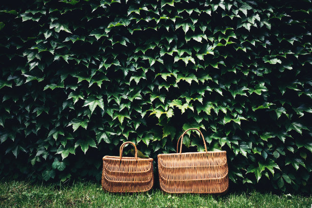 篮子在植物。图片下载