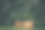 篮子在植物。图片下载
