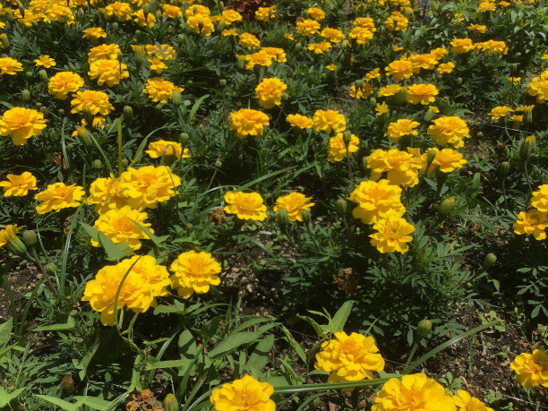 鹤间公园的黄色万寿菊图片下载