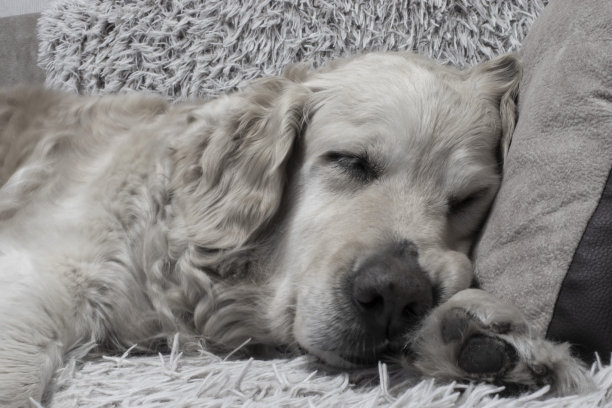 金毛正在睡觉。图片下载