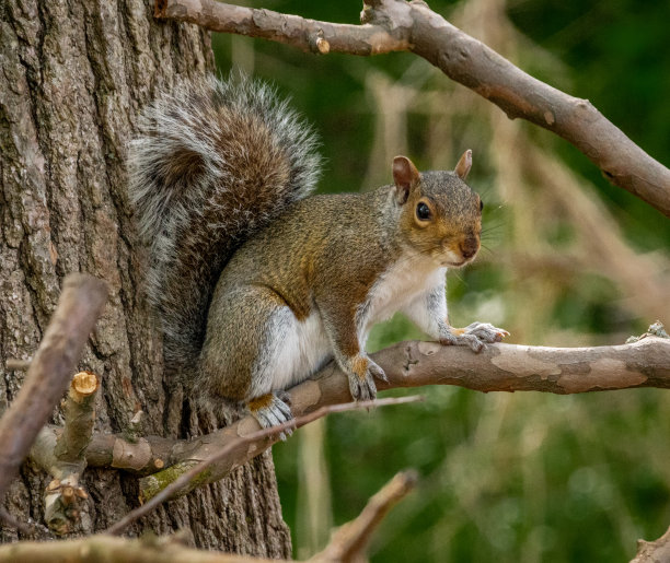 东部灰松鼠，因伍德山公园图片下载