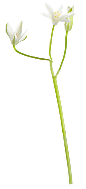 Ornithogalum花。白色的野花孤立在白色的背景上。图片下载