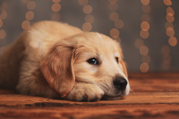 害羞的金毛猎犬小狗趴在地板上图片下载