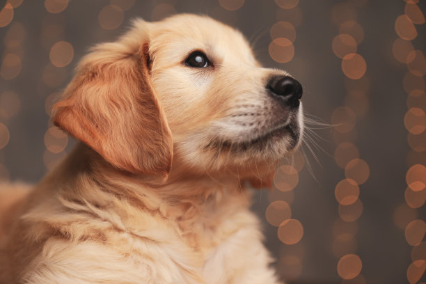 可爱的金毛小狗躺着，抬头看图片下载