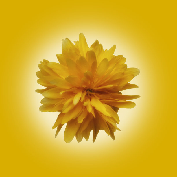 孤立的日本蔷薇在黄色的丛上开花图片下载