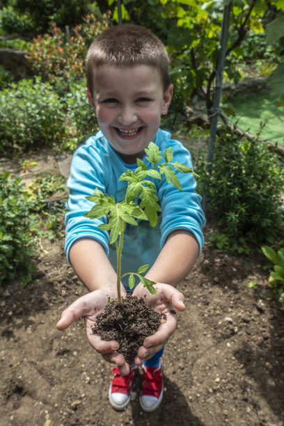 一个小男孩拿着西红柿幼苗图片下载