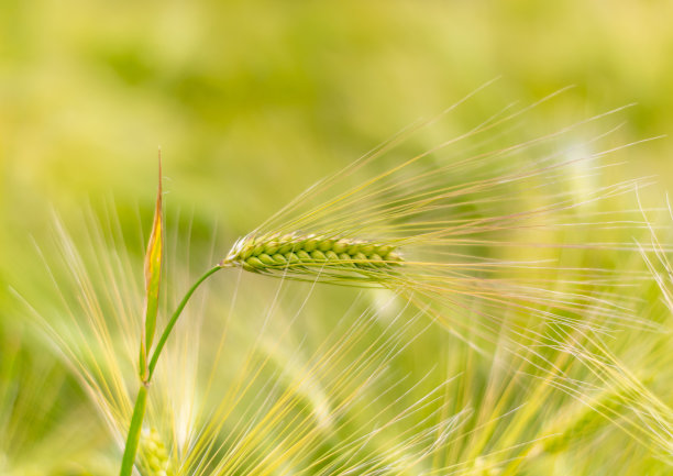 孤立的小麦绿穗图片下载