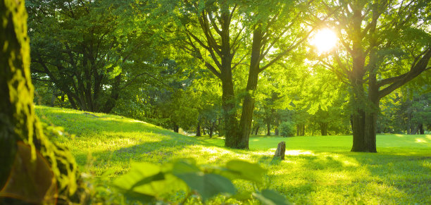 阳光公园图片下载