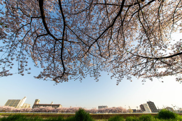 樱花覆盖了蓝天图片下载