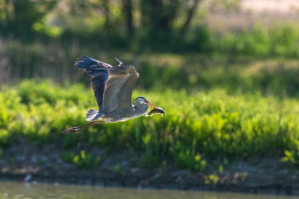 飞灰鹭图片下载