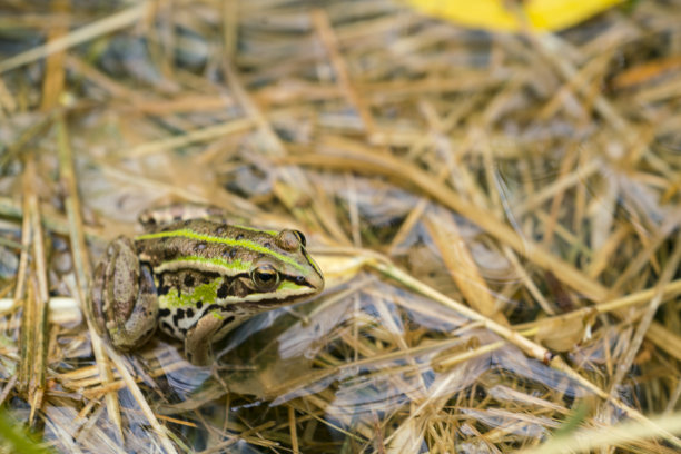 在斯洛文尼亚中部间歇的Cerknica湖的芦苇上的青蛙的侧面视图。图片下载