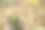 在斯洛文尼亚中部间歇的Cerknica湖的芦苇上的青蛙的侧面视图。图片下载