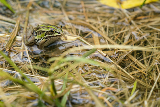 在斯洛文尼亚中部间歇的Cerknica湖的芦苇上的青蛙的侧面视图。图片下载