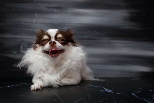 S：\库存照片+舒特斯托克+2020+动物2020图片下载