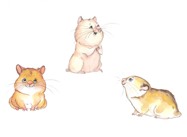 三只可爱的微笑仓鼠素材图片