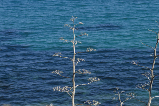 龙舌兰花图片下载