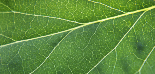 一株植物的绿叶特写。宏观照片。有选择性的重点。生态与环境。横幅图片下载