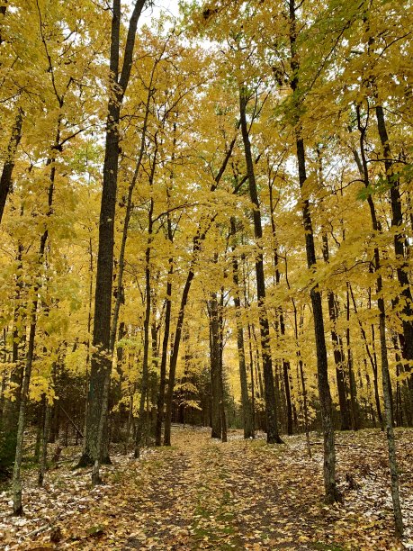 黄色的驱动图片下载