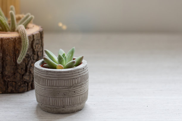 花盆里多汁，花盆里有仙人掌图片下载