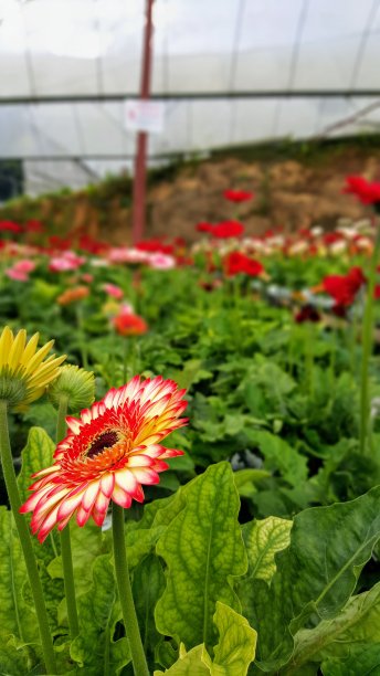 向日葵图片下载