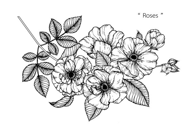 玫瑰花合集图片下载