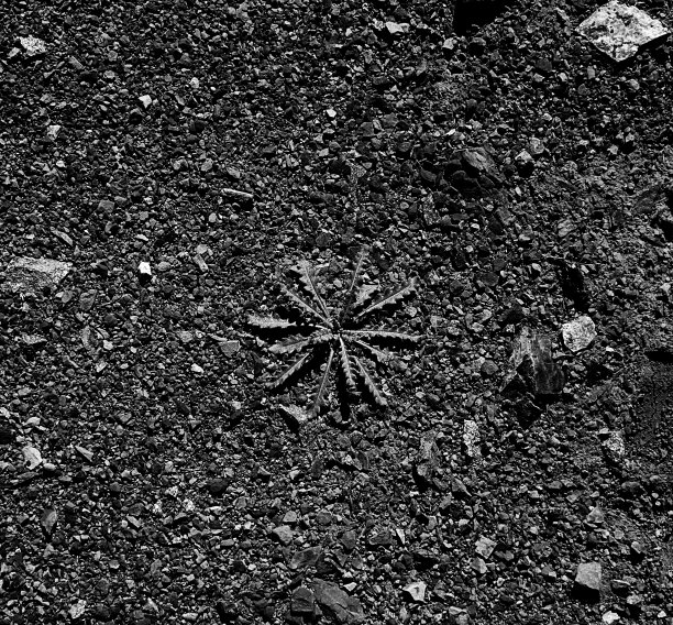 沙漠植物的黑白照片图片下载