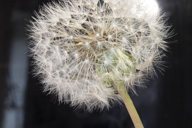 黑色背景上的蒲公英。图片下载