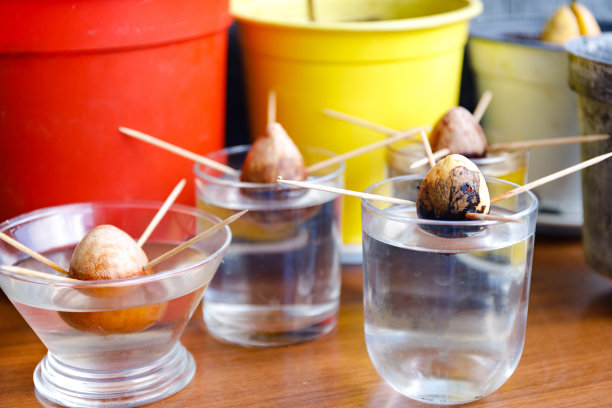 在家里种植牛油果种子。在一杯水中种植植物图片下载