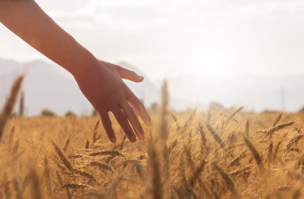 在麦田里摸麦穗的人图片下载